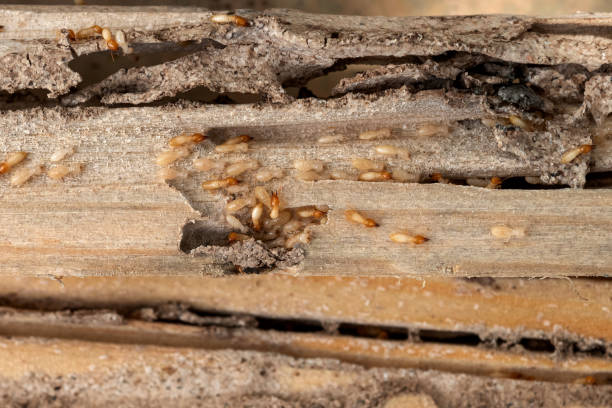 Best Local Pest Control Services  in Wormleysburg, PA