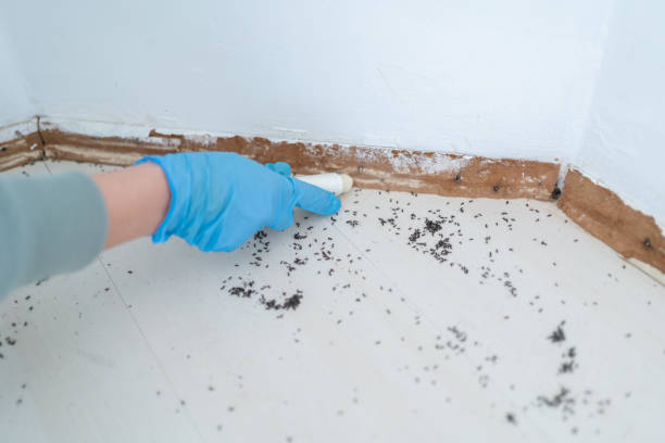 Best Affordable Exterminators  in Wormleysburg, PA